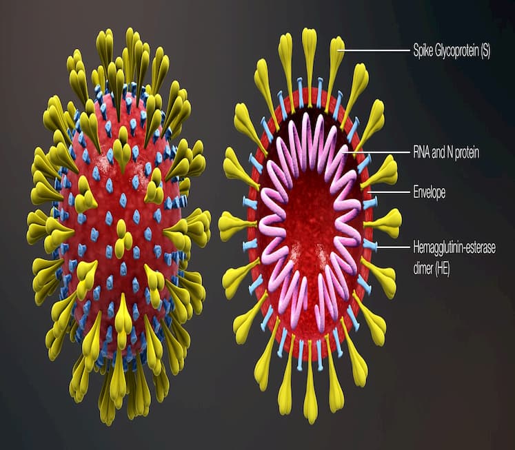 3D_medical_animation_corona_virus (1)